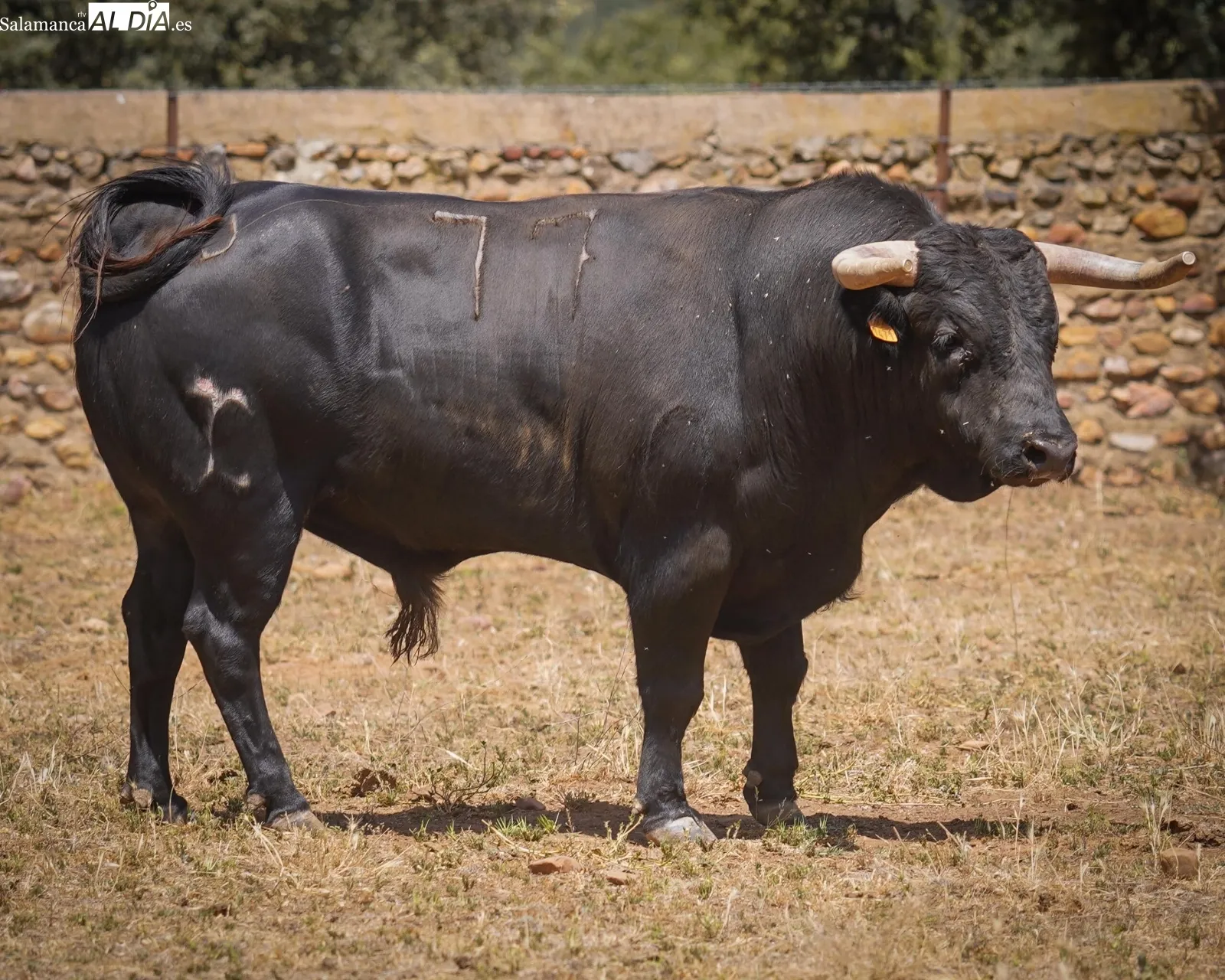 Novillada de José Cruz en el campo | Fotos: BMF Toros