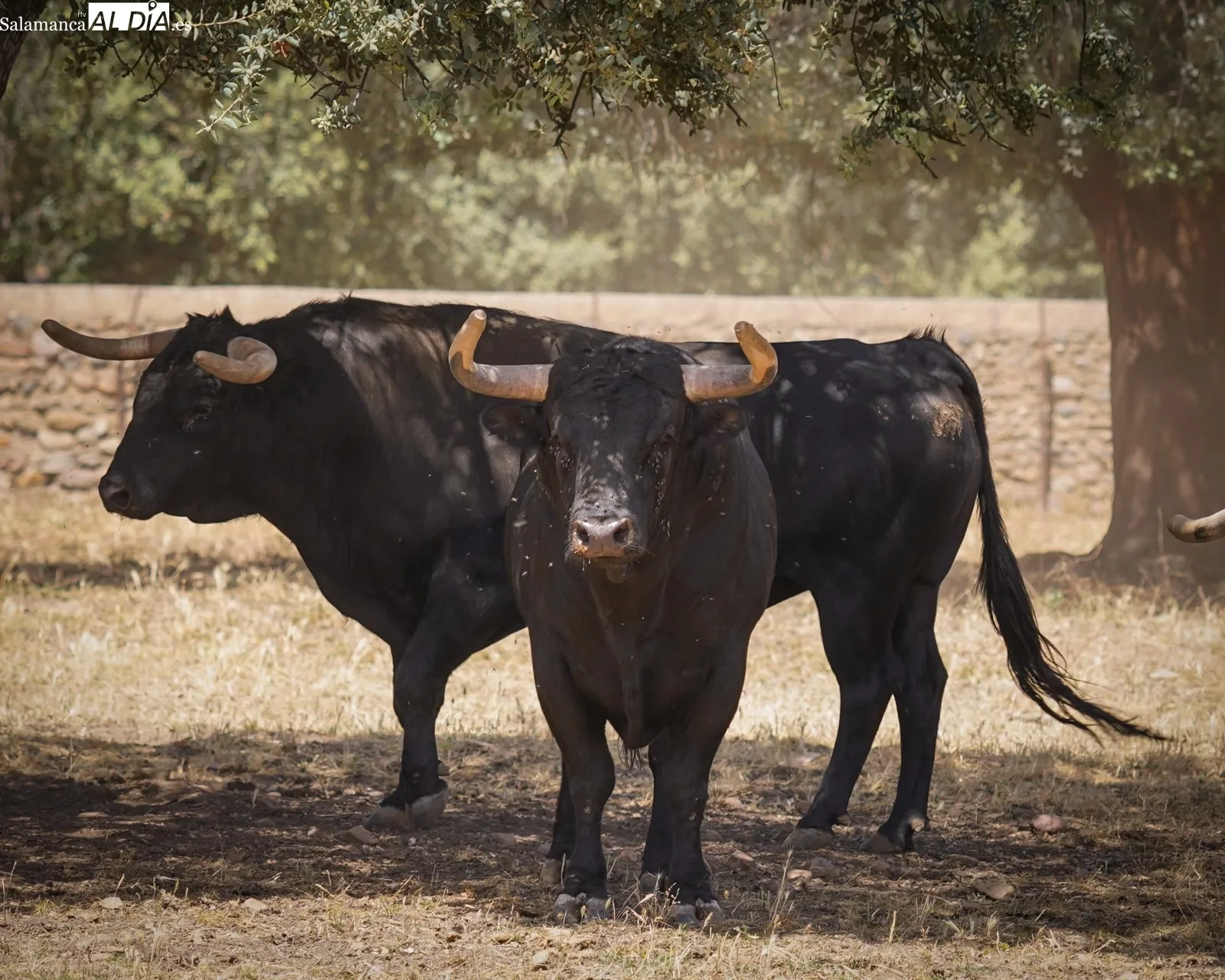 Novillada de José Cruz en el campo | Fotos: BMF Toros