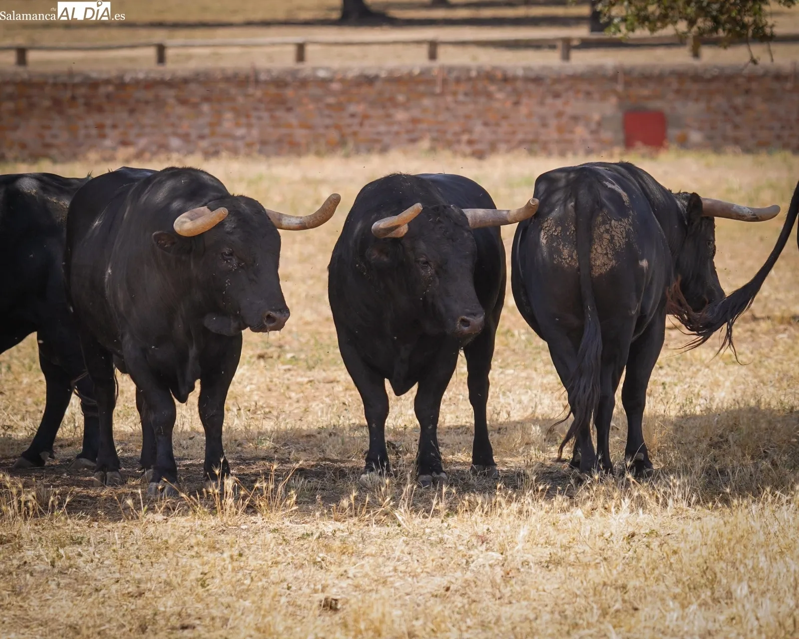 Novillada de José Cruz en el campo | Fotos: BMF Toros