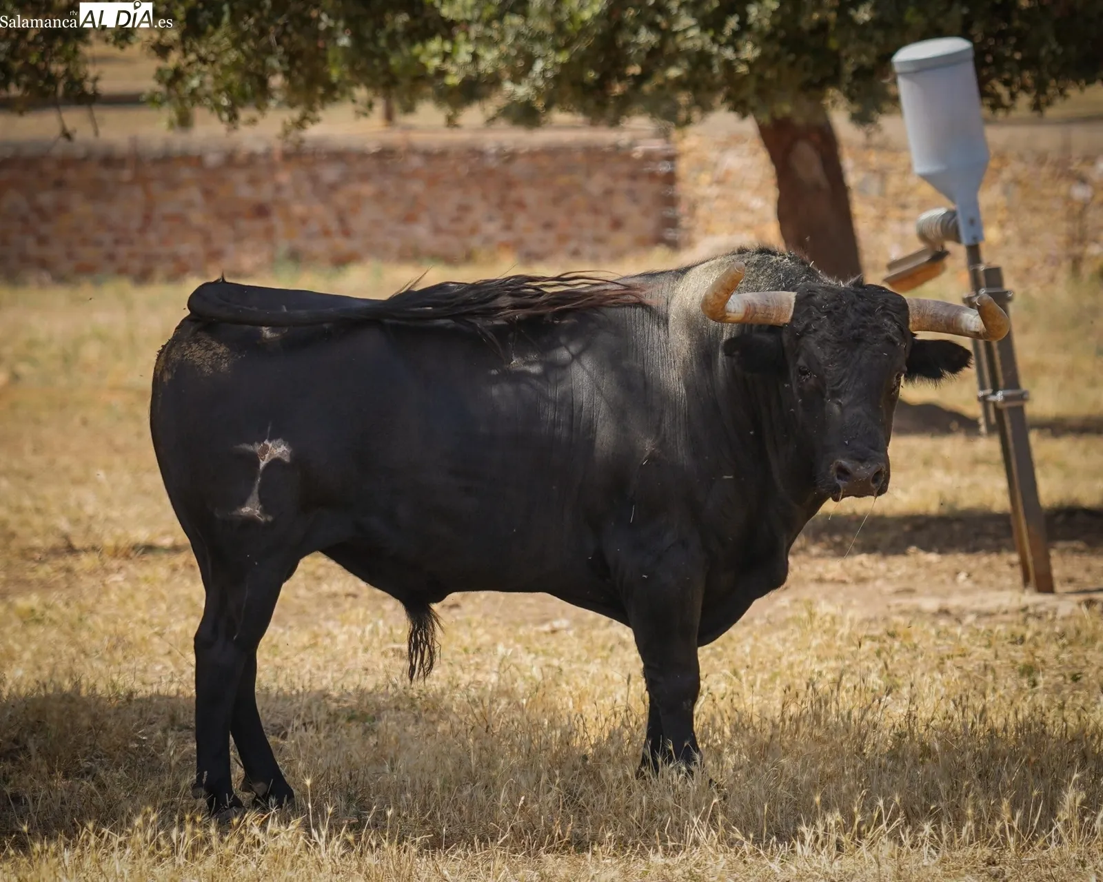 Novillada de José Cruz en el campo | Fotos: BMF Toros