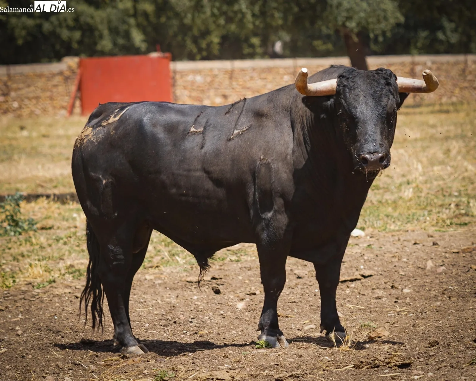 Novillada de José Cruz en el campo | Fotos: BMF Toros