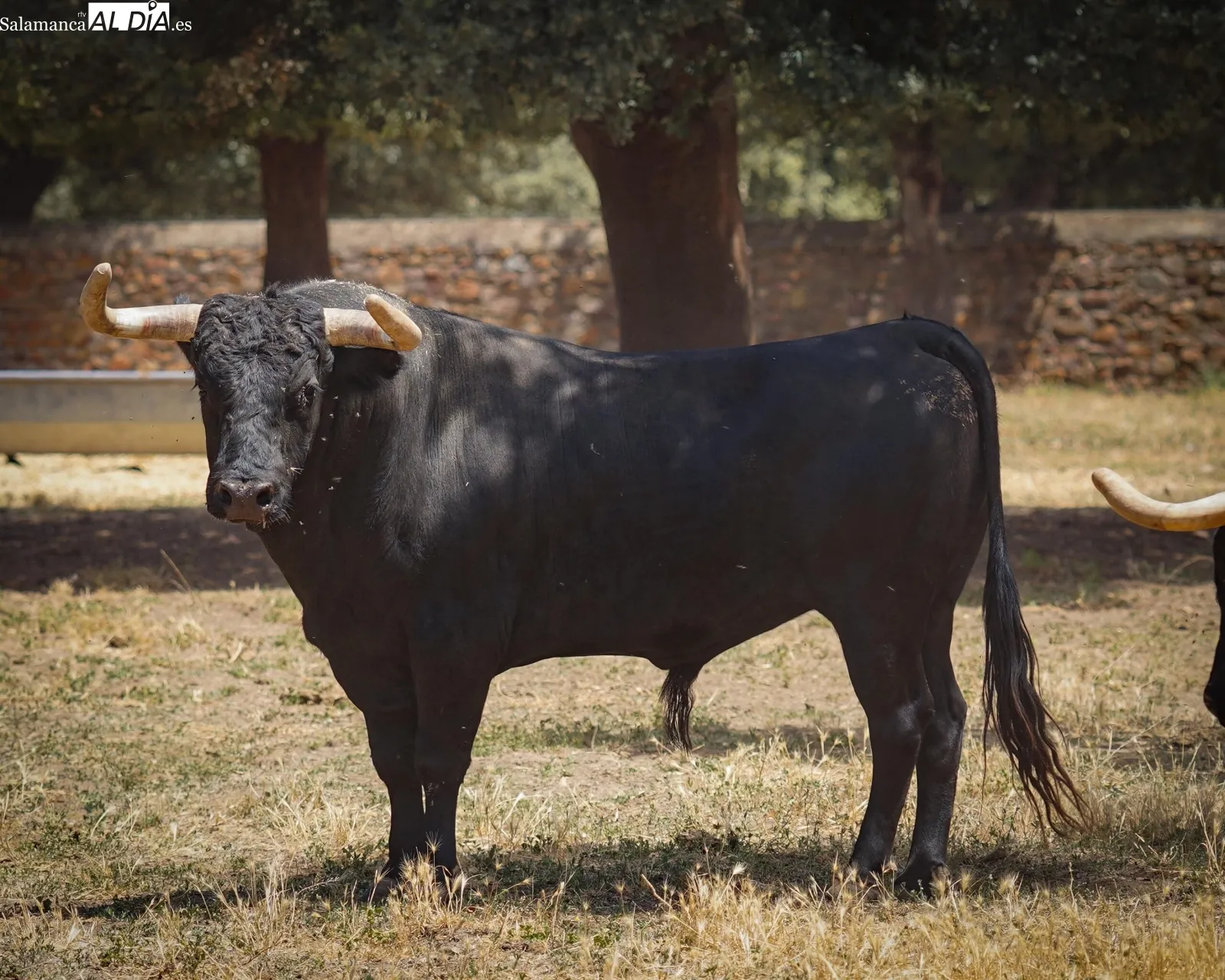 Novillada de José Cruz en el campo | Fotos: BMF Toros
