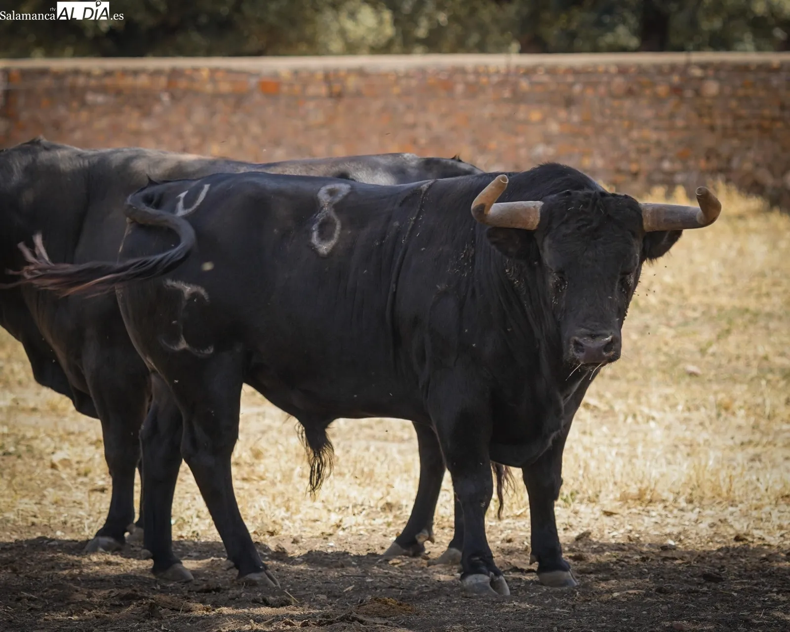 Novillada de José Cruz en el campo | Fotos: BMF Toros