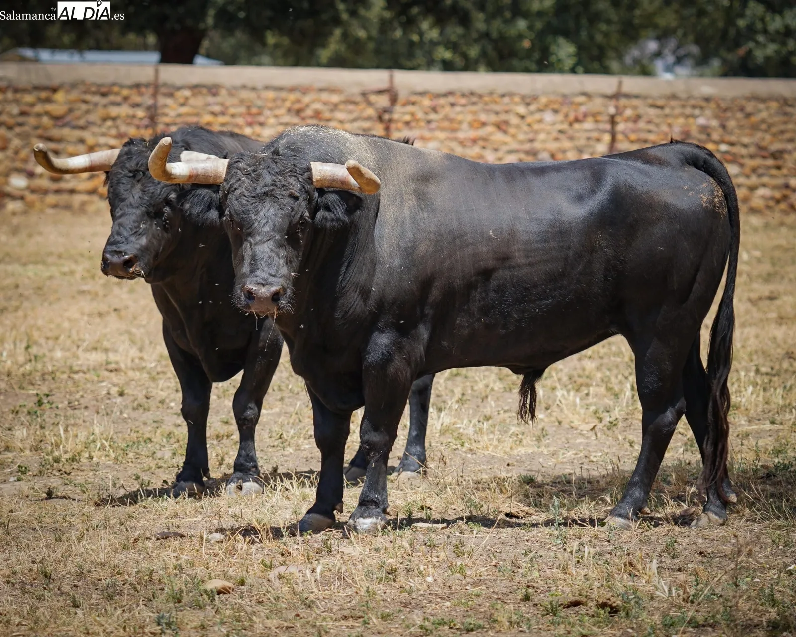 Novillada de José Cruz en el campo | Fotos: BMF Toros