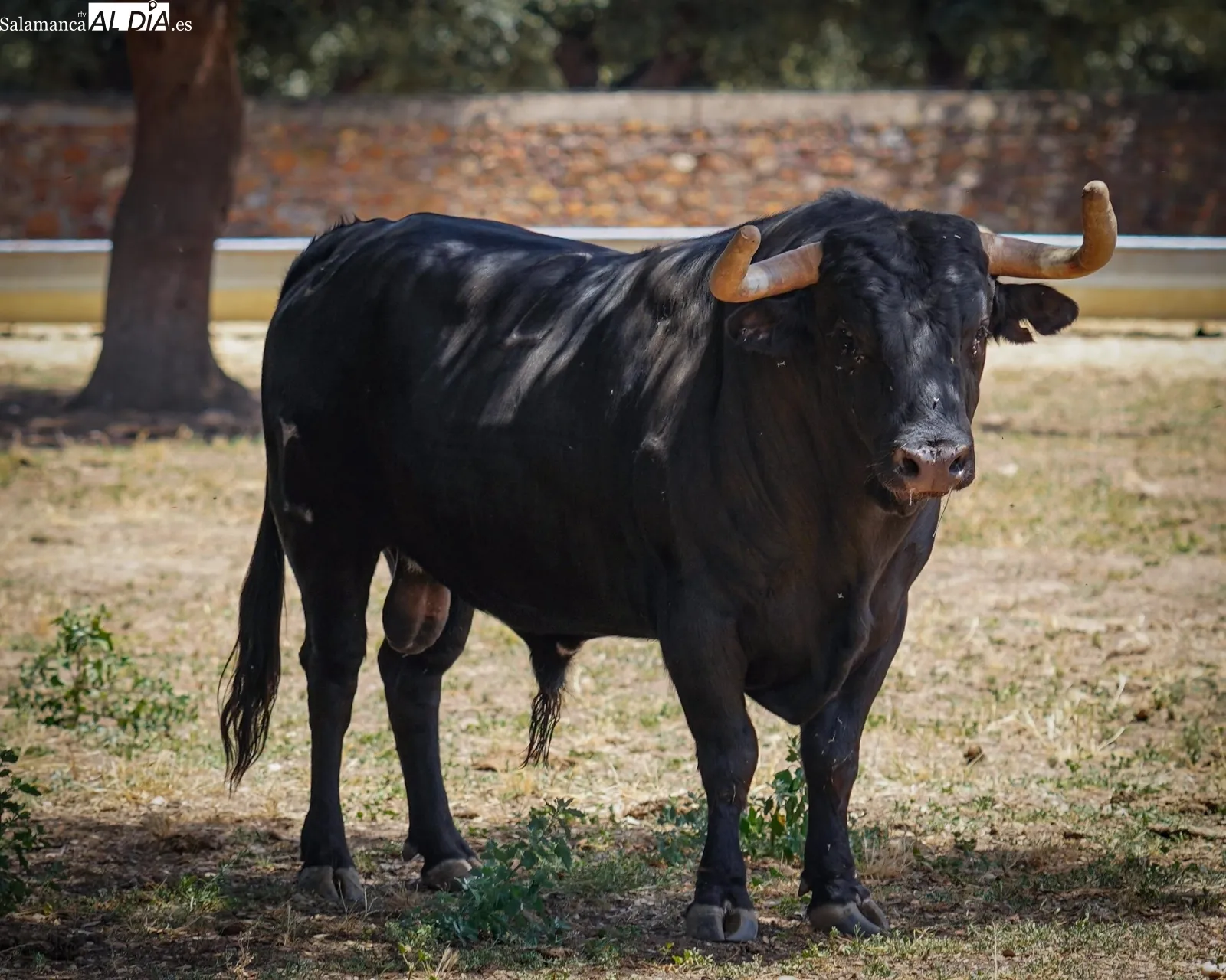 Novillada de José Cruz en el campo | Fotos: BMF Toros
