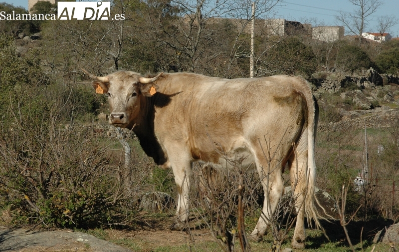 Cada vez son más las vacas con síntomas de la nueva enfermedad / CORRAL