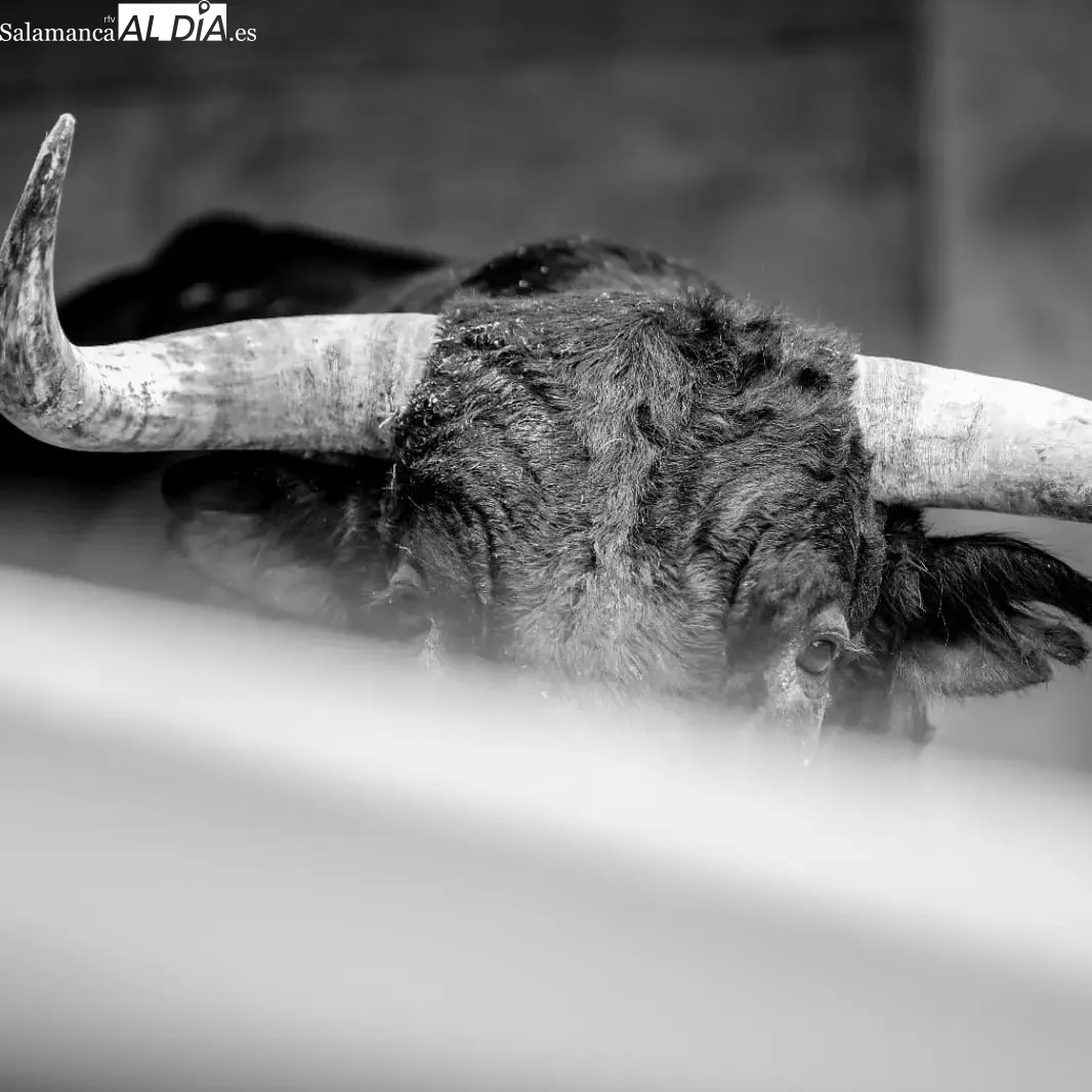 Toros de Pedraza de Yeltes en los corrales de la plaza de Dax | Fotos: Arènes de Dax