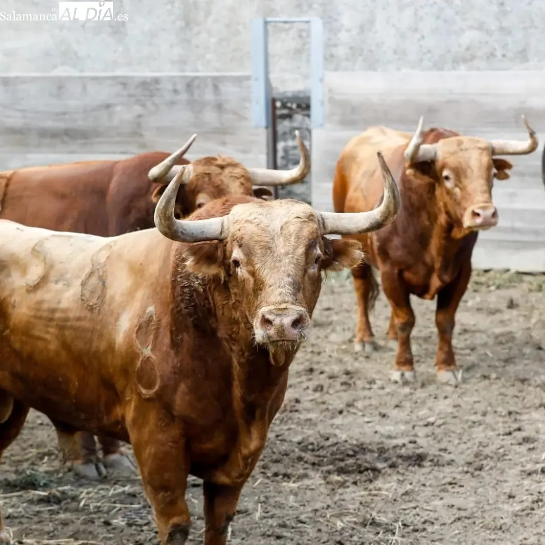 Toros de Pedraza de Yeltes en los corrales de la plaza de Dax | Fotos: Arènes de Dax