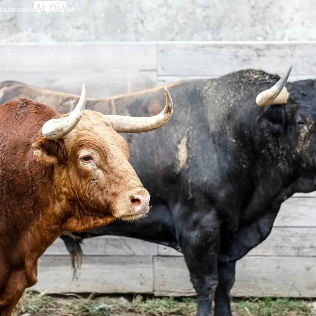 Toros de Pedraza de Yeltes en los corrales de la plaza de Dax | Fotos: Arènes de Dax