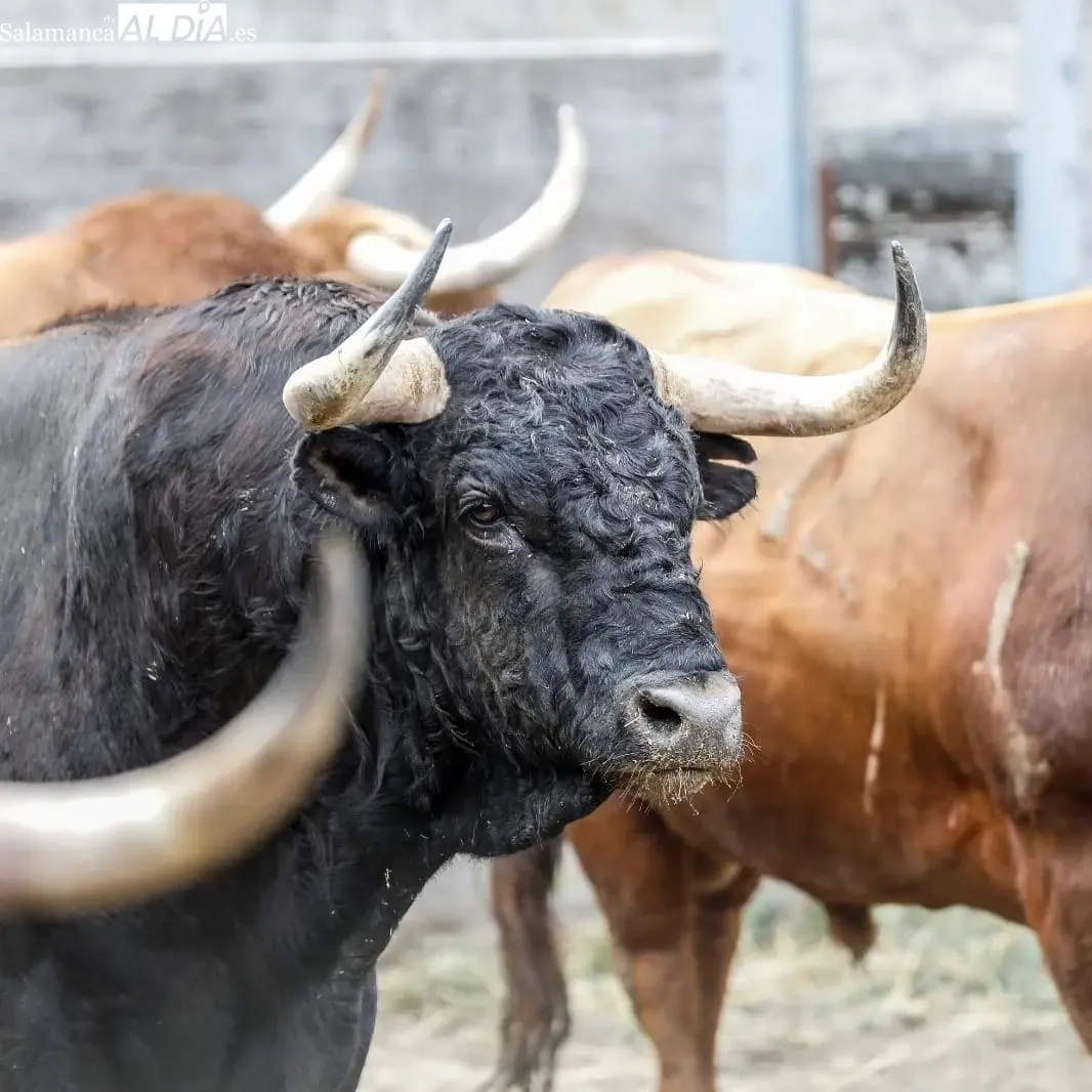Toros de Pedraza de Yeltes en los corrales de la plaza de Dax | Fotos: Arènes de Dax