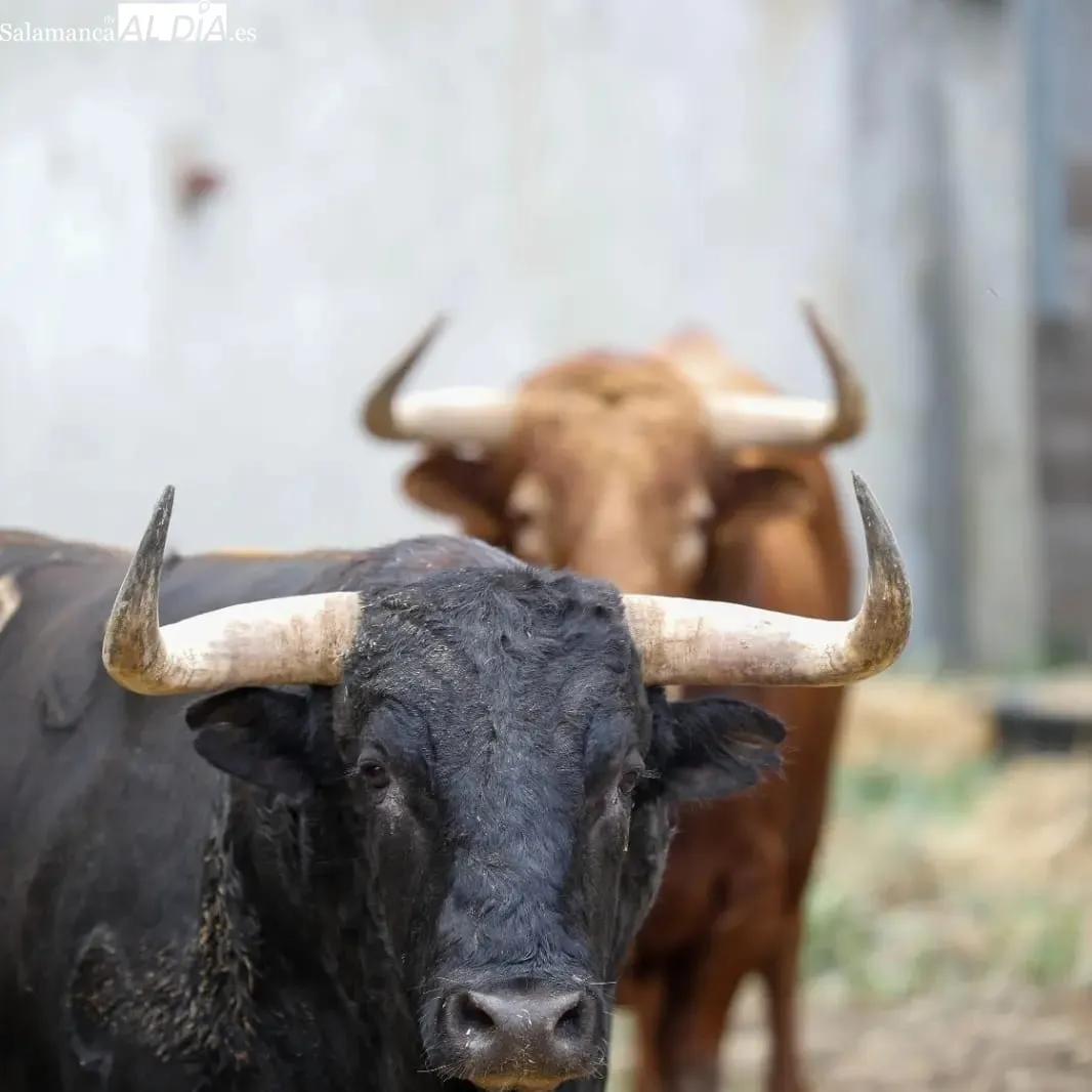 Toros de Pedraza de Yeltes en los corrales de la plaza de Dax | Fotos: Arènes de Dax