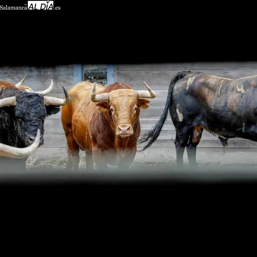 Toros de Pedraza de Yeltes en los corrales de la plaza de Dax | Fotos: Arènes de Dax