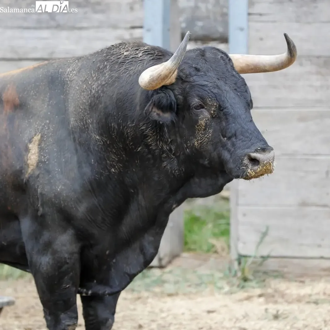 Toros de Pedraza de Yeltes en los corrales de la plaza de Dax | Fotos: Arènes de Dax