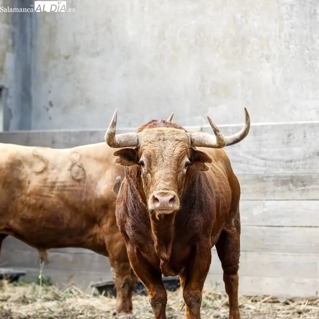 Toros de Pedraza de Yeltes en los corrales de la plaza de Dax | Fotos: Arènes de Dax