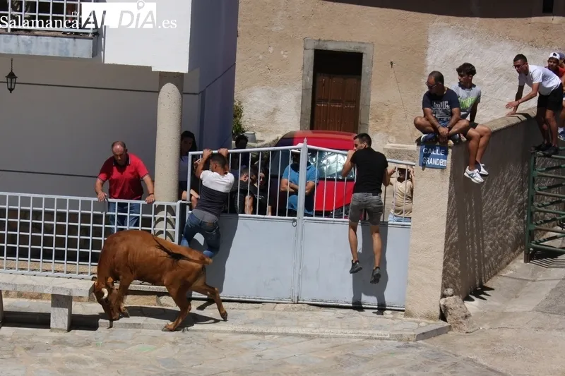 Encierro-capea en Peralejos de Abajo para poner emoción a las fiestas / SILVESTRE