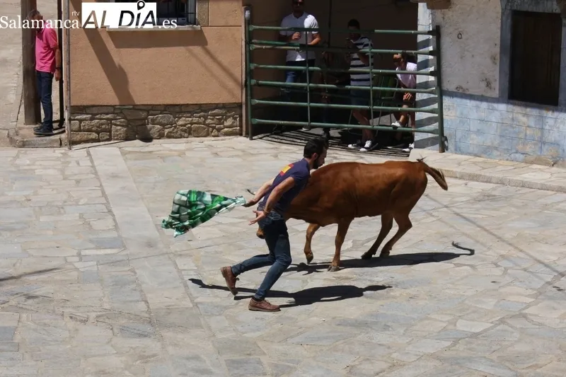 Encierro-capea en Peralejos de Abajo para poner emoción a las fiestas / SILVESTRE