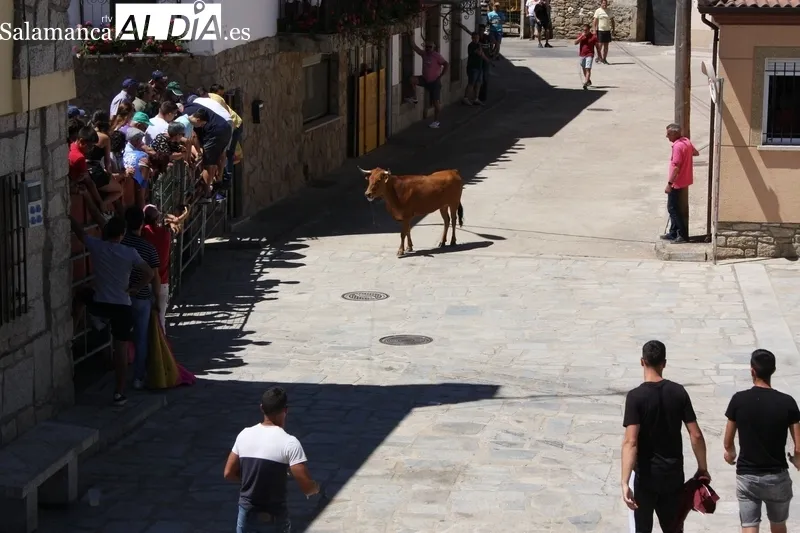 Encierro-capea en Peralejos de Abajo para poner emoción a las fiestas / SILVESTRE