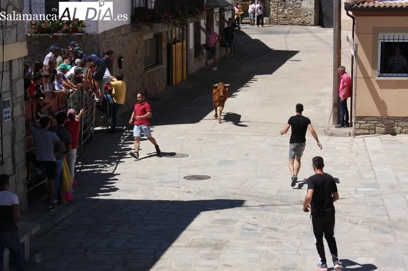 Encierro-capea en Peralejos de Abajo para poner emoción a las fiestas / SILVESTRE