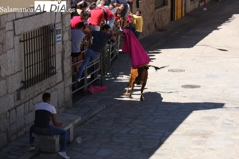 Encierro-capea en Peralejos de Abajo para poner emoción a las fiestas / SILVESTRE