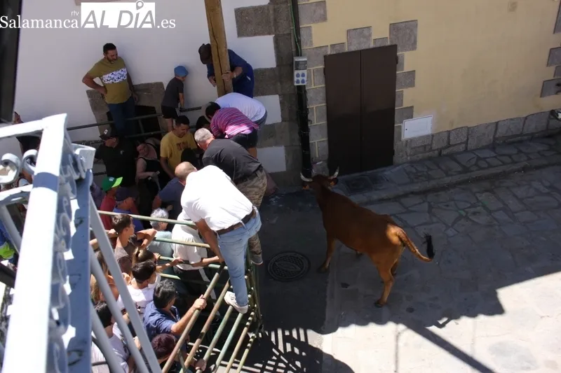 Encierro-capea en Peralejos de Abajo para poner emoción a las fiestas / SILVESTRE