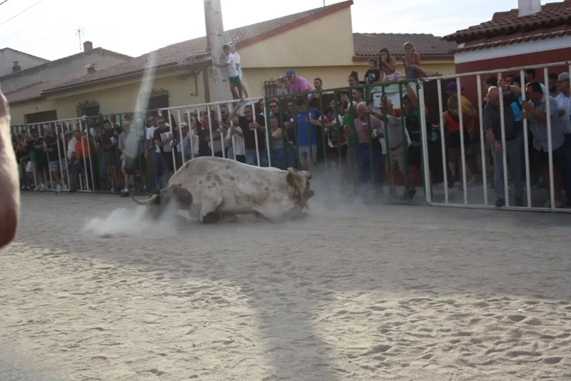 Babilafuente celebraba su primer encierro de las fiestas con gran ambiente