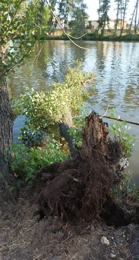 Foto 3 - Susto en la Alameda Vieja al caer al agua un &aacute;rbol en plena tarde veraniega
