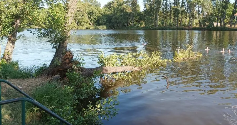 Foto 2 - Susto en la Alameda Vieja al caer al agua un &aacute;rbol en plena tarde veraniega