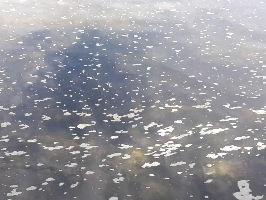 Foto 4 - Las aguas del &Aacute;gueda bajan en condiciones lamentables una ma&ntilde;ana m&aacute;s