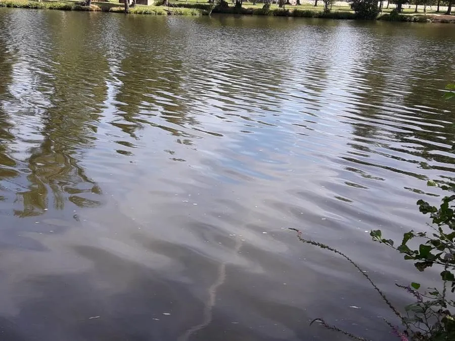 Foto 3 - Las aguas del &Aacute;gueda bajan en condiciones lamentables una ma&ntilde;ana m&aacute;s