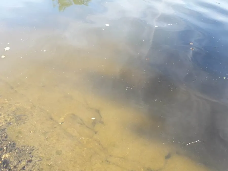 Foto 2 - Las aguas del &Aacute;gueda bajan en condiciones lamentables una ma&ntilde;ana m&aacute;s