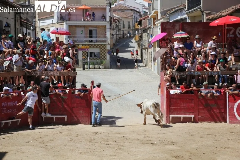 Rápido encierro de los Hermanos Cañero en Vilvestre para despedir las fiestas / MARIBEL SÁNCHEZ