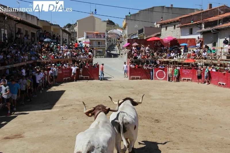 Rápido encierro de los Hermanos Cañero en Vilvestre para despedir las fiestas / MARIBEL SÁNCHEZ