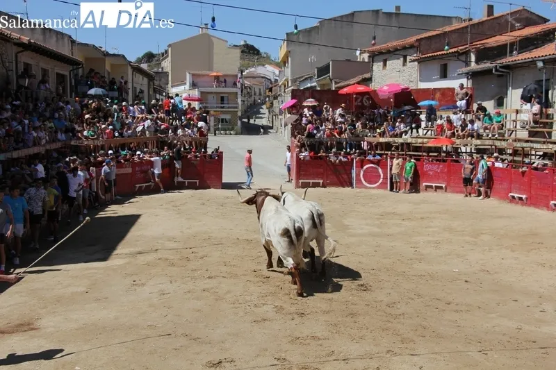 Rápido encierro de los Hermanos Cañero en Vilvestre para despedir las fiestas / MARIBEL SÁNCHEZ