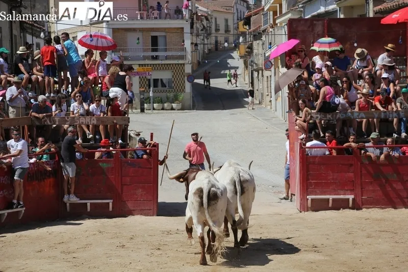 Rápido encierro de los Hermanos Cañero en Vilvestre para despedir las fiestas / MARIBEL SÁNCHEZ