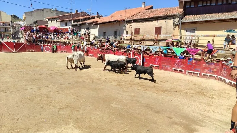 Foto 5 - R&aacute;pido encierro de los Hermanos Ca&ntilde;ero en Vilvestre para despedir las fiestas