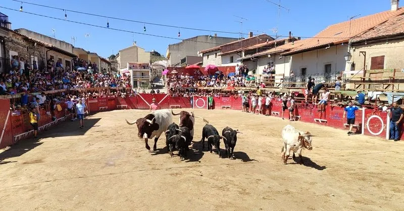 Foto 6 - R&aacute;pido encierro de los Hermanos Ca&ntilde;ero en Vilvestre para despedir las fiestas