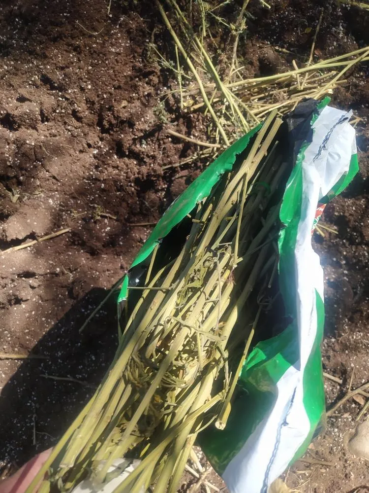 Foto 3 - Vecinos de &Aacute;gueda encuentran restos de una plantaci&oacute;n de marihuana