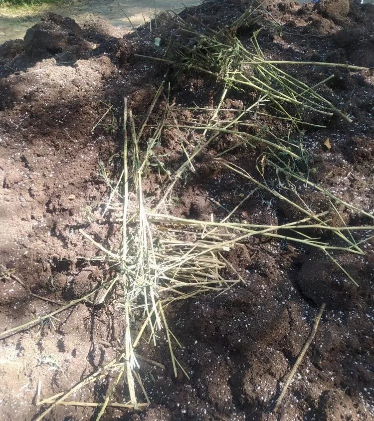 Foto 2 - Vecinos de &Aacute;gueda encuentran restos de una plantaci&oacute;n de marihuana