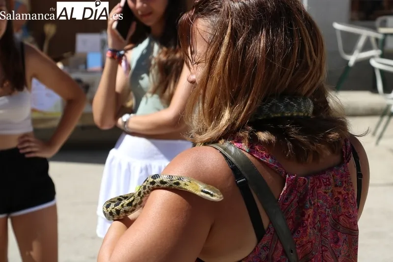 Buena afluencia de público al XII Mercado Medieval y II Feria Agroalimentaria de Hinojosa de Duero / CORRAL 
