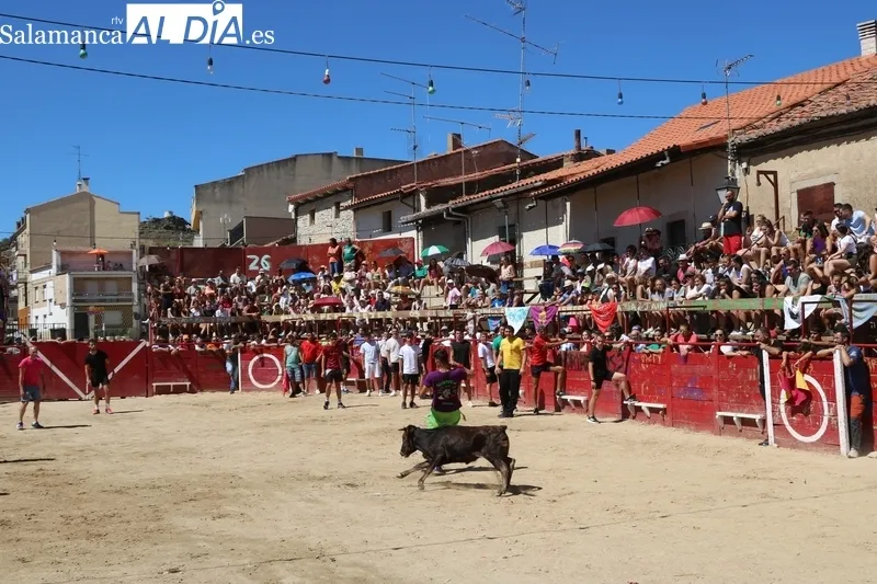 Encierro de vaquillas en Vilvestre / CORRAL