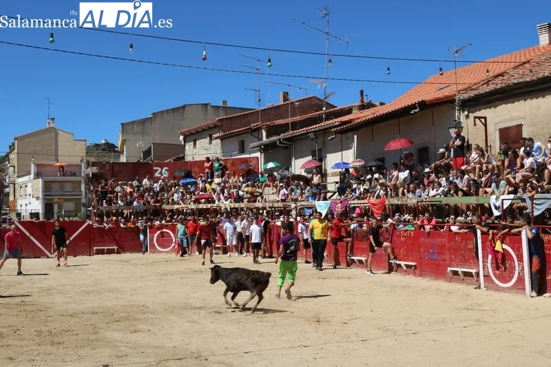 Encierro de vaquillas en Vilvestre / CORRAL