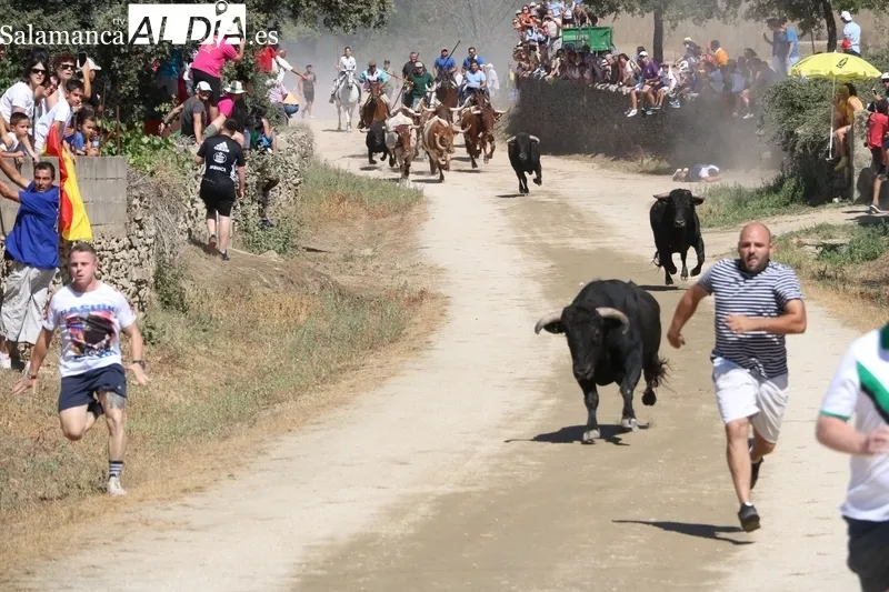 Tres de los novillos hicieron en solitario el recorrido precedidos por los corredores 