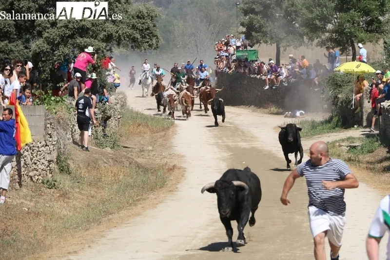 Tres de los novillos hicieron en solitario el recorrido precedidos por los corredores 