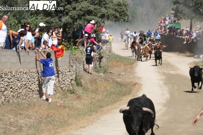 Tres de los novillos hicieron en solitario el recorrido precedidos por los corredores 
