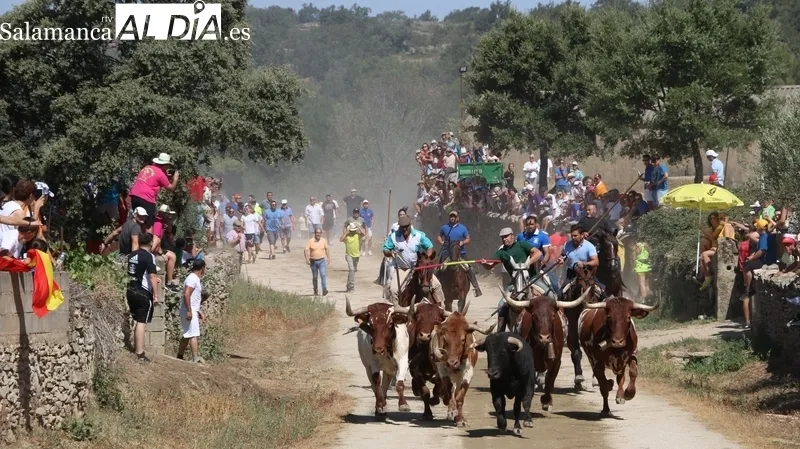 Tres de los novillos hicieron en solitario el recorrido precedidos por los corredores 