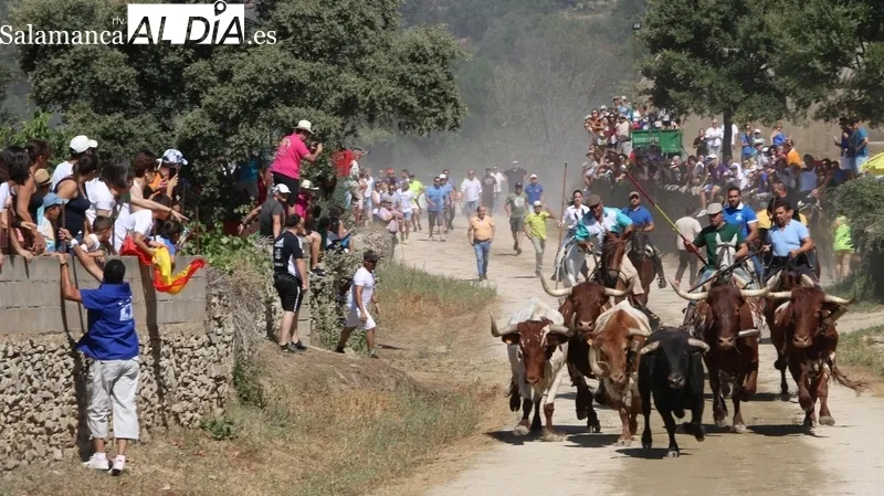 Tres de los novillos hicieron en solitario el recorrido precedidos por los corredores 