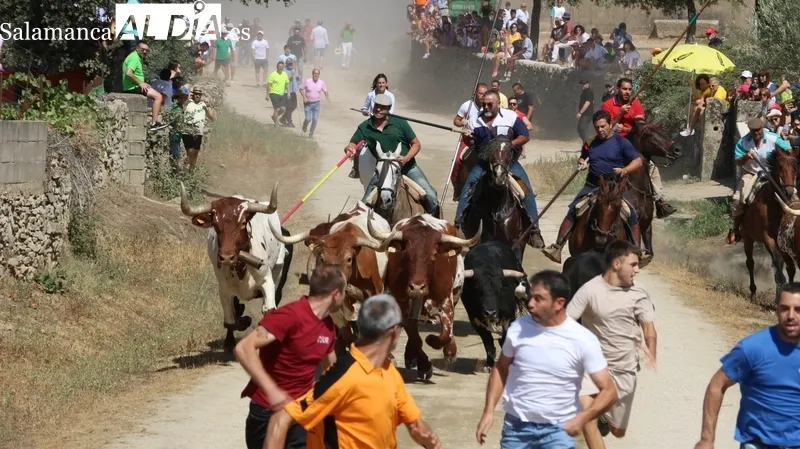 Los novillos de El Collado y las vaquillas pusieron el punto final a los encierros del 2023