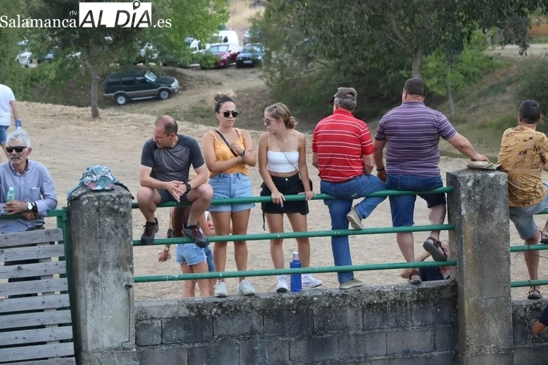 Desenjaule de los novillos que se lidiarán en los festejos de Aldeadávila de la Ribera / FOTOS: CORRAL Y SAIRA ANDRÉS