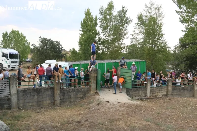 Desenjaule de los novillos que se lidiarán en los festejos de Aldeadávila de la Ribera / FOTOS: CORRAL Y SAIRA ANDRÉS
