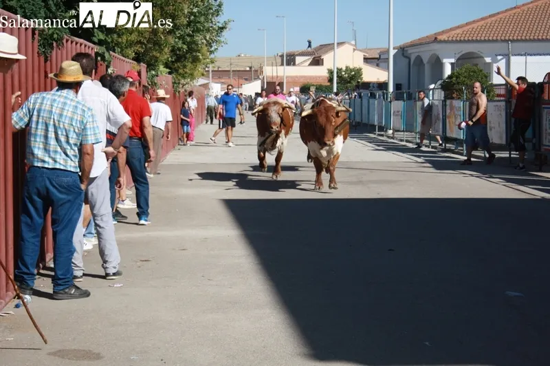 Macotera ha vivido su tradicional encierro a caballo
